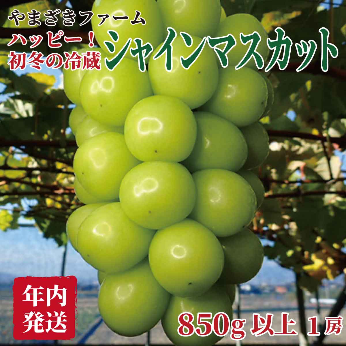 【ふるさと納税】ハッピー！ 初冬の冷蔵シャインマスカット 1房（850g）《やまざきファーム》■2022年発送■※11月上旬～12月中旬頃まで順次発送予定 #フルーツ #果物 #葡萄 #ブドウ #ぶどう #シャインマスカットのサムネイル