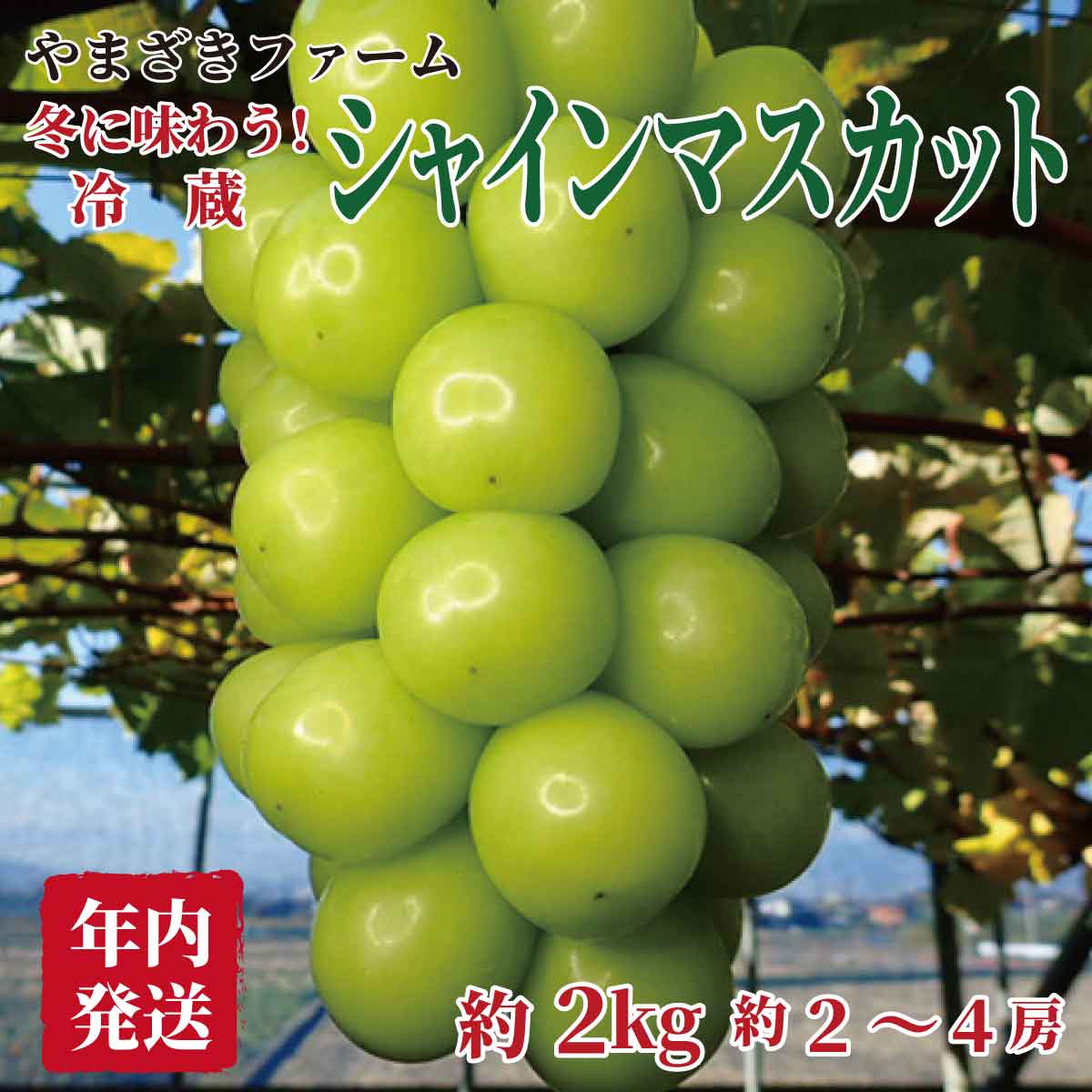 【ふるさと納税】年内発送　冬に味わう！冷蔵シャインマスカット約2kg（約2～4房）《やまざきファーム》■2023年発送■※12月上旬～12月下旬頃まで順次発送予定 #フルーツ #果物 #葡萄 #ブドウ #ぶどう #シャインマスカット･･･