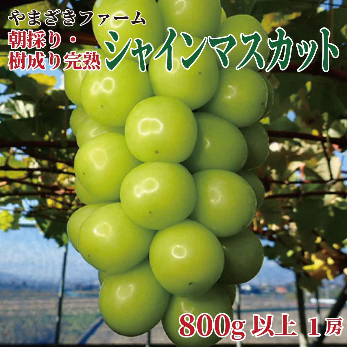 【ふるさと納税】【先行予約】大人気！長野県産 シャインマスカット 朝採り・樹成り完熟で新鮮いっぱい！800g以上（1房）《やまざきファーム》■2024年発送■※9月中旬頃～11月中旬頃まで順次発送予定 フルーツ 果物 葡萄 ブドウ ぶどう シャインマスカット