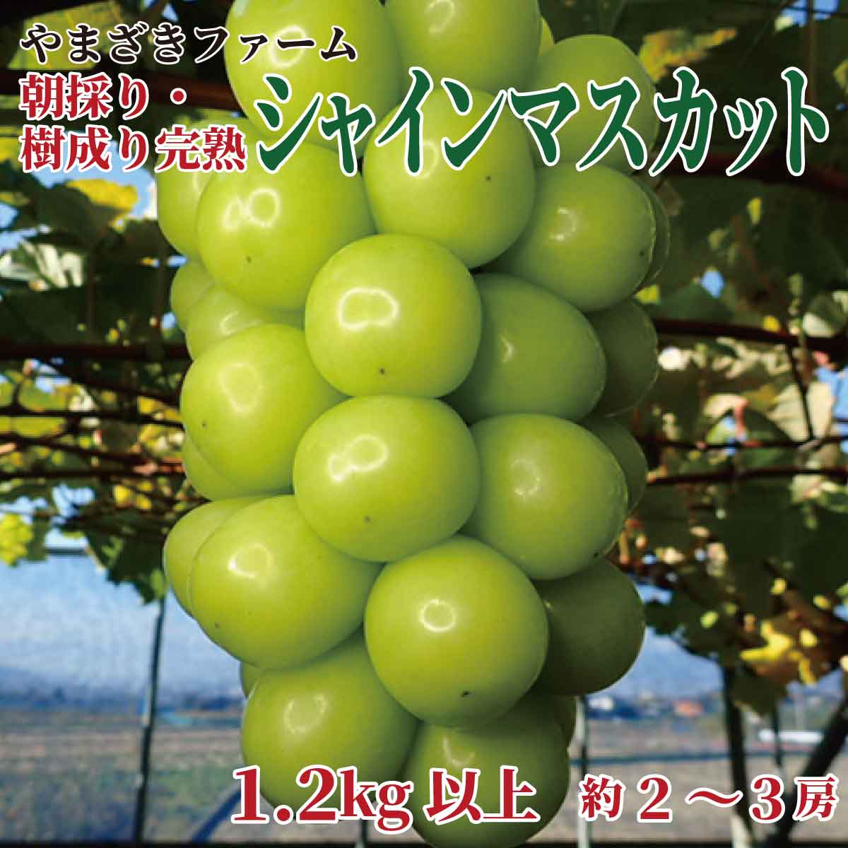 【ふるさと納税】【先行予約】大人気！長野県産 シャインマスカット 朝採り・樹成り完熟で新鮮いっぱい！1.2kg以上（約2～3房）《やまざきファーム》■2024年発送■※9月中旬頃～11月中旬頃まで順次発送予定 フルーツ 果物 葡萄 ブドウ ぶどう シャインマスカット