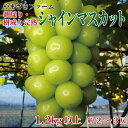 大人気！長野県産 シャインマスカット 朝採り・樹成り完熟で新鮮いっぱい！1.2kg以上（約2～3房）《やまざきファーム》■2024年発送■※9月中旬頃～11月中旬頃まで順次発送予定 フルーツ 果物 葡萄 ブドウ ぶどう シャインマスカット