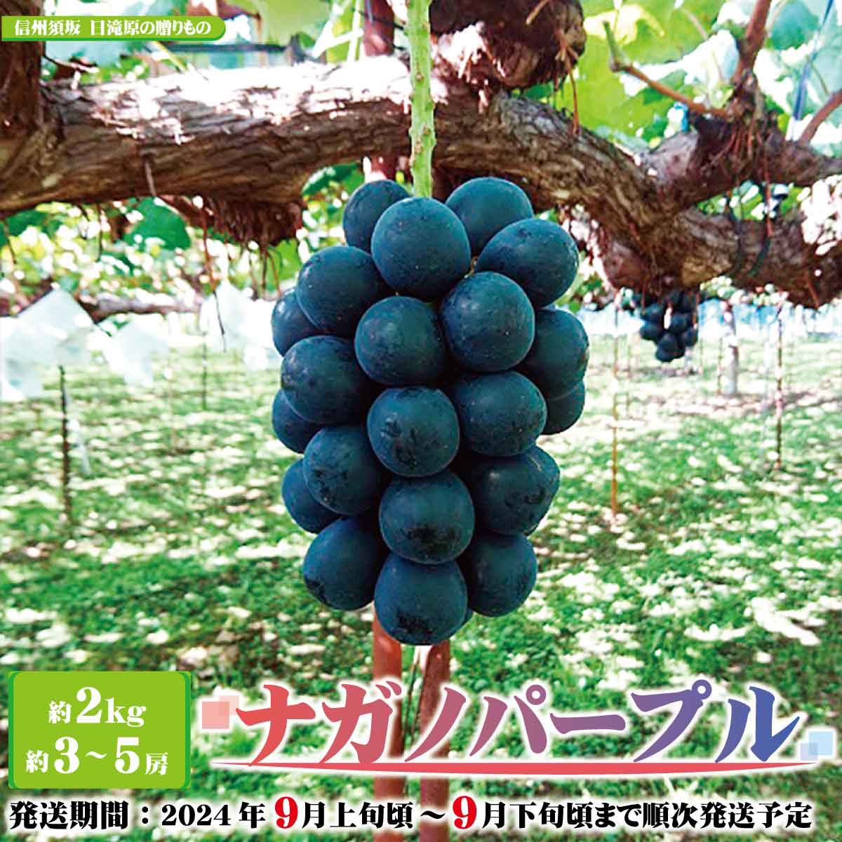 【ふるさと納税】【先行予約】ナガノパープル 約2kg（約3～5房）種なし皮ごと食べられます《信州須坂　日滝原の贈りもの》■2024年発送■※9月上旬頃～9月下旬頃にかけて順次発送 果物 フルーツ ぶどうのサムネイル
