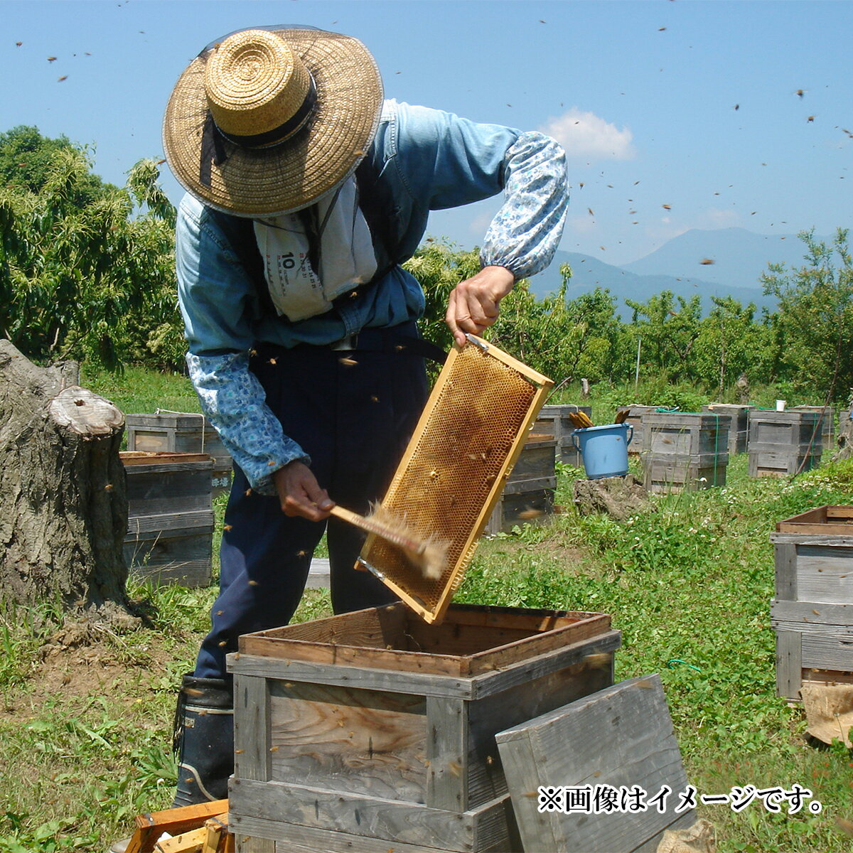 【ふるさと納税】【定期便】国産はちみつ（1.2kg×1本）×3回（5月・6月・7月）合計3本の搾りたて「はちみつ」をお届け《鈴木養蜂場》■2024年発送■※5月上旬頃～7月下旬頃まで順次発送予定　はちみつ　蜂蜜