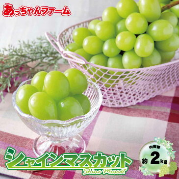 【ふるさと納税】シャインマスカット約2kg（3～4房）《あっちゃんファーム》■2022年発送■※9月下旬頃～10月下旬頃まで順次発送予定 果物 フルーツ ぶどう シャインマスカット 種なし