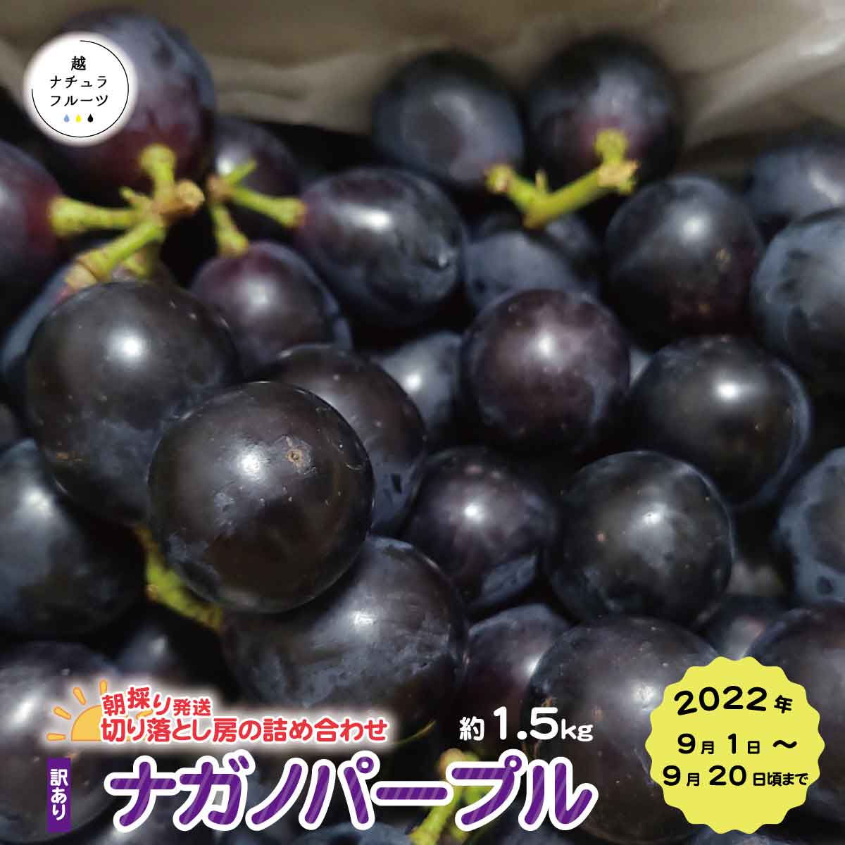 【ふるさと納税】新鮮朝採り発送☆ 訳あり ナガノパープル 約1.5kg（切り落とし房の詰め合わせ）《越ナチュラフルーツ》 ■2022年発送■※9月上旬～9月中旬頃まで順次発送 フルーツ 果物 ブドウ ぶどう ナガノパープル 訳ありのサムネイル