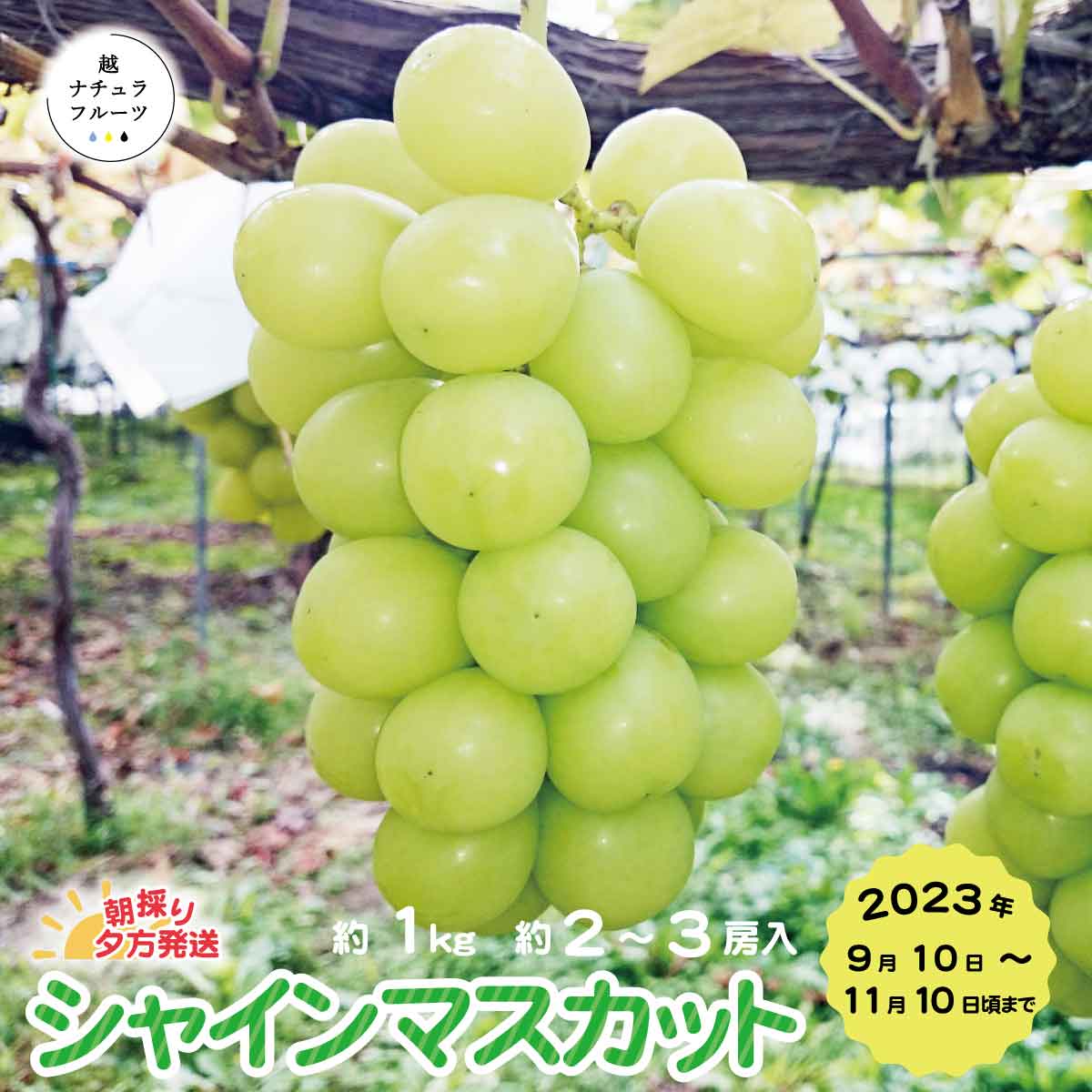 【ふるさと納税】朝採り 夕方発送 シャインマスカット約1kg(約2房～3房入)《越ナチュラフルーツ》 ■2023年発送■※9月中旬頃～11月中旬頃まで順次発送予定 果物 ぶどう フルーツ 先行予約のサムネイル