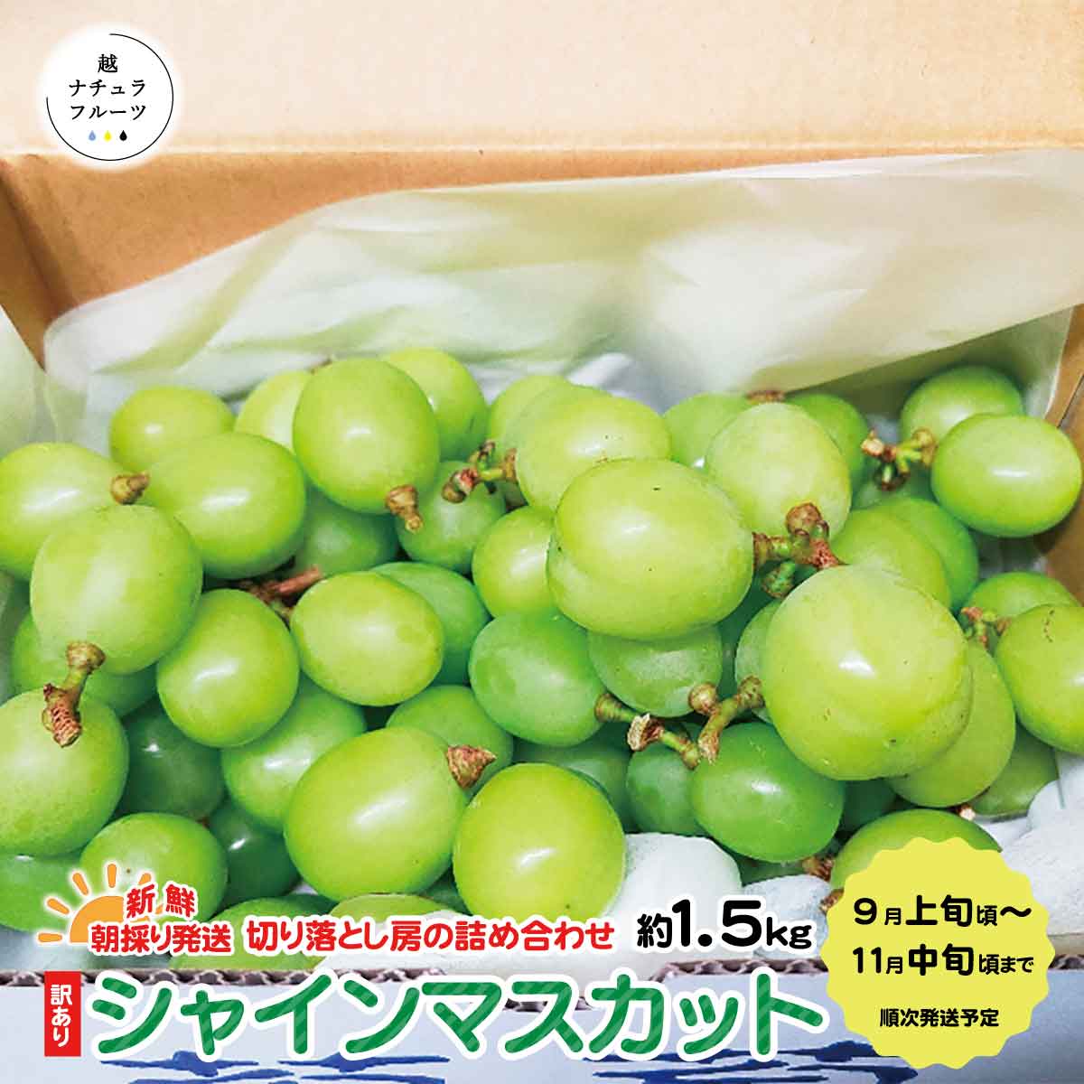 【ふるさと納税】新鮮朝採り発送☆ 訳あり シャインマスカット 約1.5kg(切り落とし房の詰め合わせ)《越ナチュラフルーツ》 ■2024年発送■※9月上旬頃～11月中旬頃まで順次発送予定 果物 ぶどう フルーツ 果物 ブドウ 先行予約