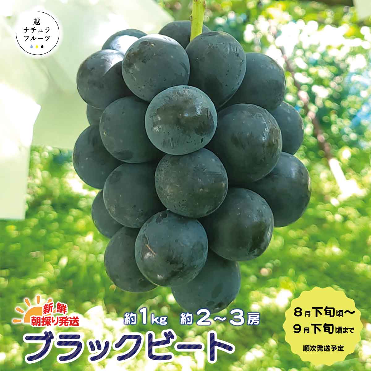 【ふるさと納税】【隠れた人気ぶどう】大粒で食べ応え十分！朝採り発送 ブラックビート約1kg（約2～3房）《越ナチュラフルーツ》 ■2023年発送■※9月上旬頃～9月中旬頃まで順次発送予定 フルーツ 果物 ぶどう ブドウ 葡萄 ブラックビートのサムネイル