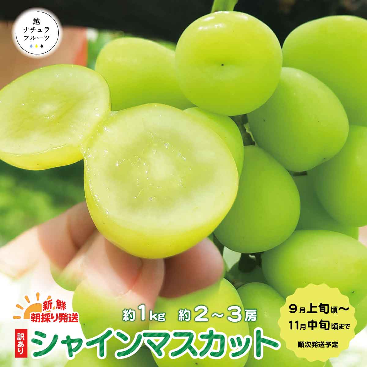 【ふるさと納税】新鮮朝採り発送☆ 【ちょっと訳あり 家庭用】シャインマスカット 約1kg(約2～3房)《越ナチュラフルー…