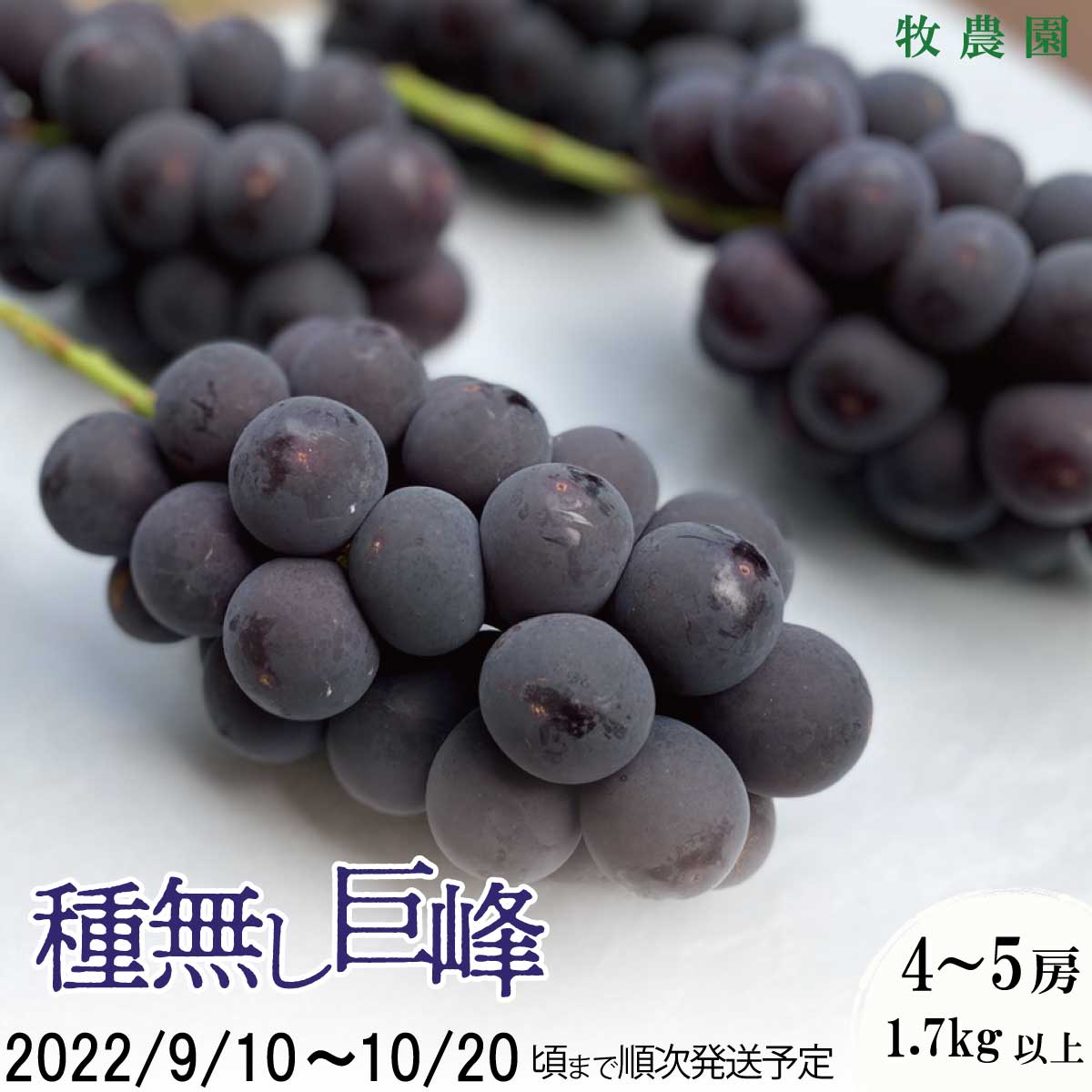 【ふるさと納税】種無し巨峰4～5房(1.7kg以上)《牧農園》■2022年発送■※9月上旬頃～10月下旬頃まで順次発送予定 フルーツ 果物 ブドウ ぶどう 巨峰 種無しのサムネイル