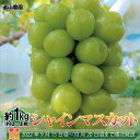 【ふるさと納税】シャインマスカット約1kg（約2～3房）《遠山農園》■2022年発送■※9月中旬頃～10月下旬頃まで順次発送予定 フルーツ 果物 ブドウ ぶどう シャインマスカット･･･