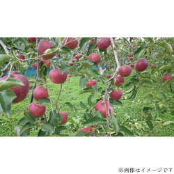 【ふるさと納税】2022年産 【訳あり品】秋映　約5kg（約11～20個）《遠山農園》■2022年発送■※9月下旬頃～10月下旬頃まで順次発送予定 フルーツ 果物 りんご リンゴ 林檎･･･ 画像2