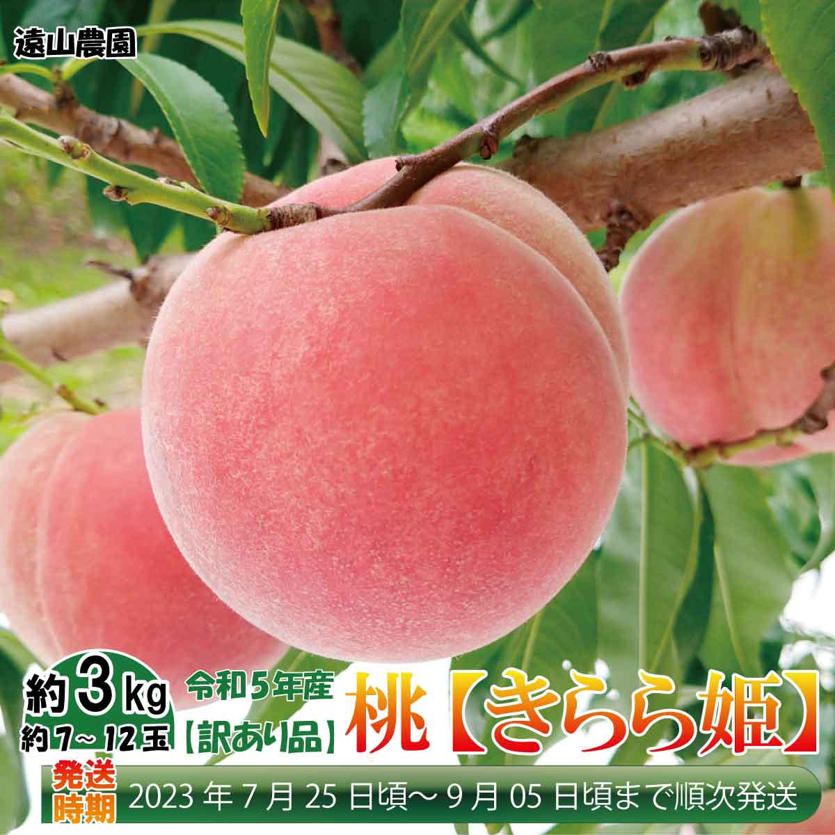 【ふるさと納税】2023年産 桃【きらら姫】【訳あり品】約3kg（約7～12玉）長野県産もも《遠山農園》■2023年発送■※7月下旬頃～9月上旬頃まで順次発送予定 フルーツ 果物 もも モモ 桃 家庭用のサムネイル