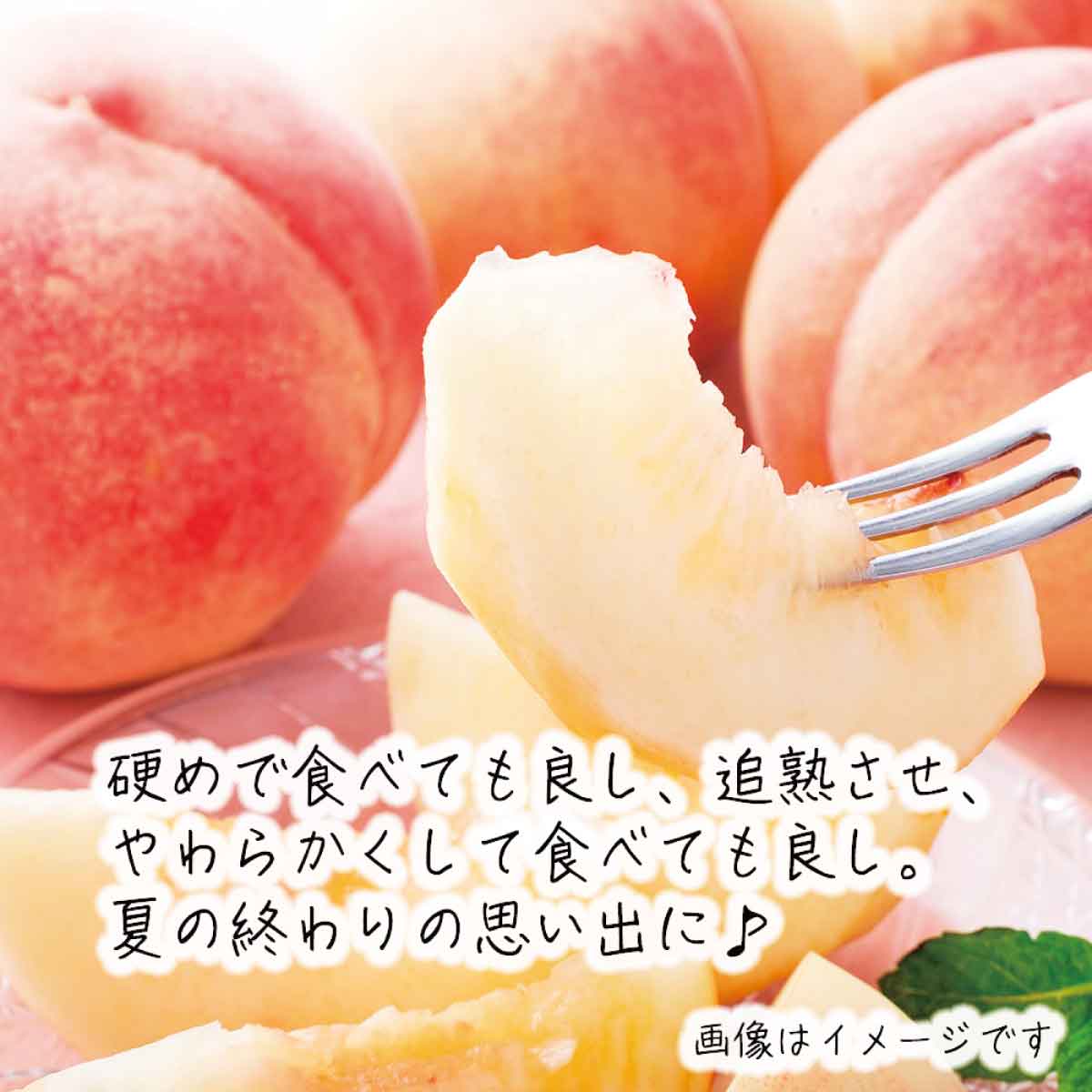 【ふるさと納税】【先行予約】2024年産 桃【だて白桃】【訳あり品】約3kg（約7～12玉）《遠山農園》■2024年発送■※9月上旬頃～9月下旬頃まで順次発送予定 フルーツ 果物 もも モモ 桃