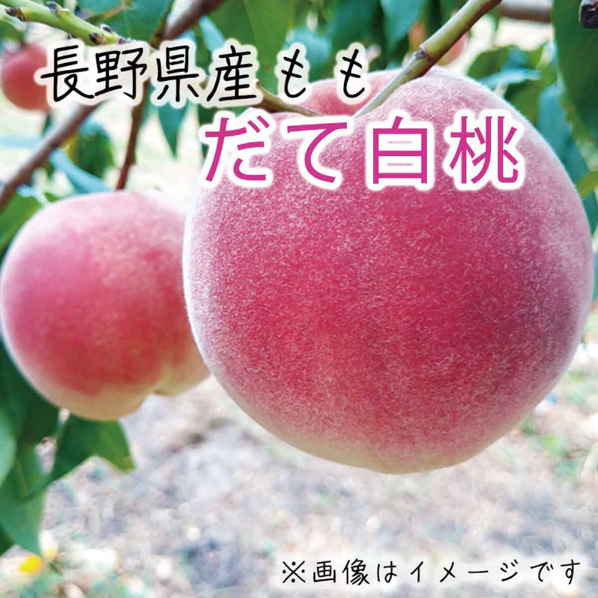 【ふるさと納税】【先行予約】2024年産 桃【だて白桃】【秀品】約3kg（約7～12玉）《遠山農園》■2024年発送■※9月上旬頃～9月下旬頃まで順次発送予定 フルーツ 果物 もも モモ 桃･･･