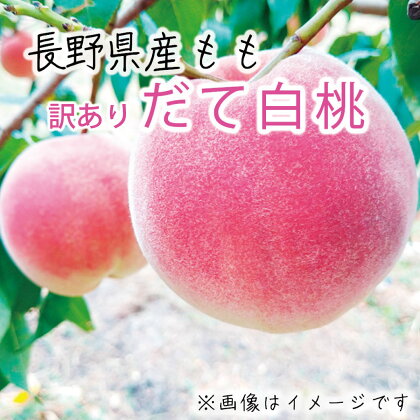 【先行予約】2024年産 桃【だて白桃】【訳あり品】約3kg（約7～12玉）《遠山農園》■2024年発送■※9月上旬頃～9月下旬頃まで順次発送予定 フルーツ 果物 もも モモ 桃