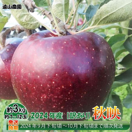 【先行予約】2024年産【訳あり品】秋映 約3kg（約7～12玉）《遠山農園》■2024年発送■※9月下旬頃～10月下旬頃まで順次発送予定 フルーツ 果物 りんご リンゴ 林檎