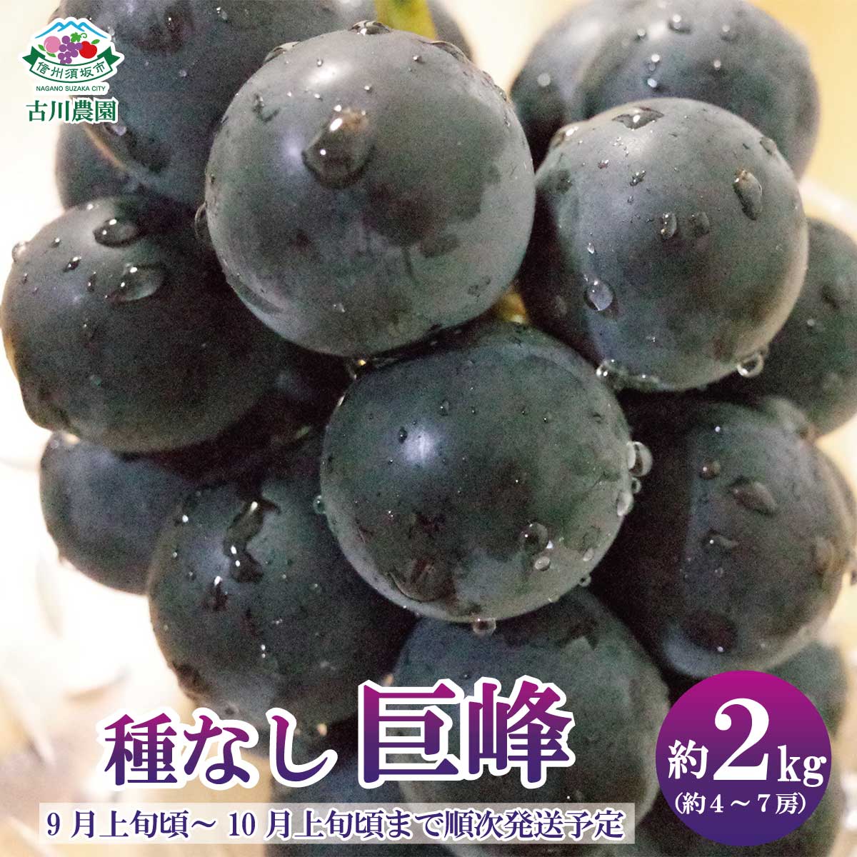 【ふるさと納税】種なし巨峰 約2kg（約4～7房）《古川農園》■2023年発送■※9月上旬頃～10月上旬頃まで順次発送予定 フルーツ 果物 ぶどう ブドウ 葡萄のサムネイル