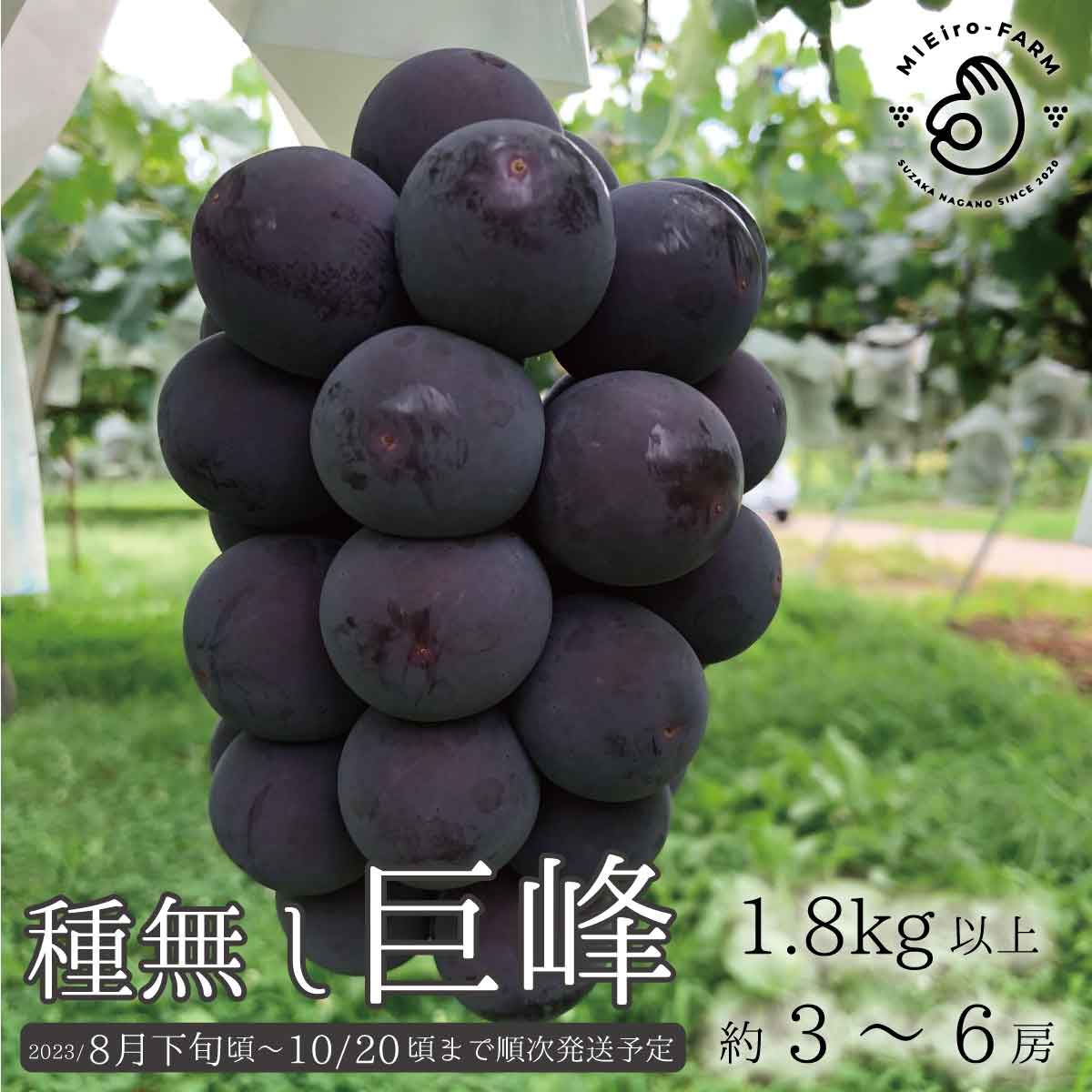 【ふるさと納税】種なし巨峰 1.8kg以上 約3～6房《ミエイロファーム》■2023年発送■※8月下旬頃～10月下旬頃まで順次発送予定 フルーツ 果物 ブドウ ぶどう 種なし 巨峰のサムネイル