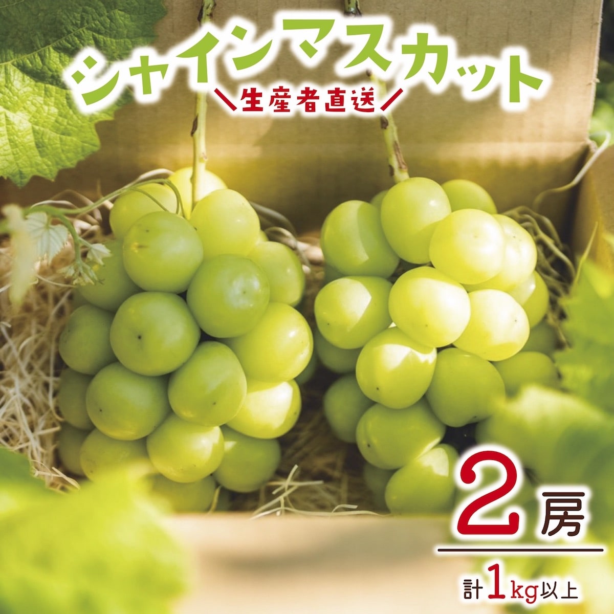 【ふるさと納税】生産者直送　シャインマスカット1kg以上（2房）《信州すざか ともよファーム》■2023年発送■※9月中旬頃～10月中旬頃まで順次発送予定 フルーツ 果物 ブドウ ぶどう シャインマスカットのサムネイル
