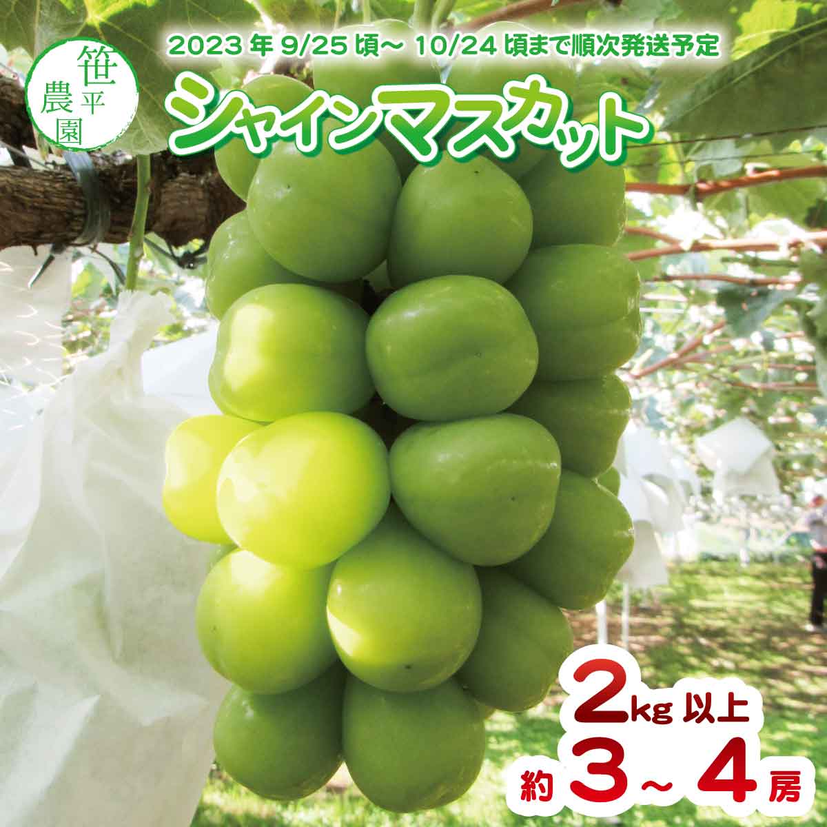 【ふるさと納税】シャインマスカット2kg以上（約3～4房）《笹平農園》■2023年発送■※9月下旬頃～10月下旬頃まで順次発送予定 フルーツ 果物 ブドウ ぶどう シャインマスカット