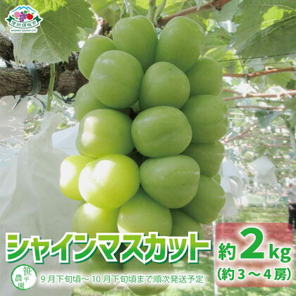 シャインマスカット約2kg（約3～4房）《笹平農園》■2024年発送■※9月下旬頃～10月下旬頃まで順次発送予定 フルーツ 果物 ブドウ ぶどう シャインマスカット