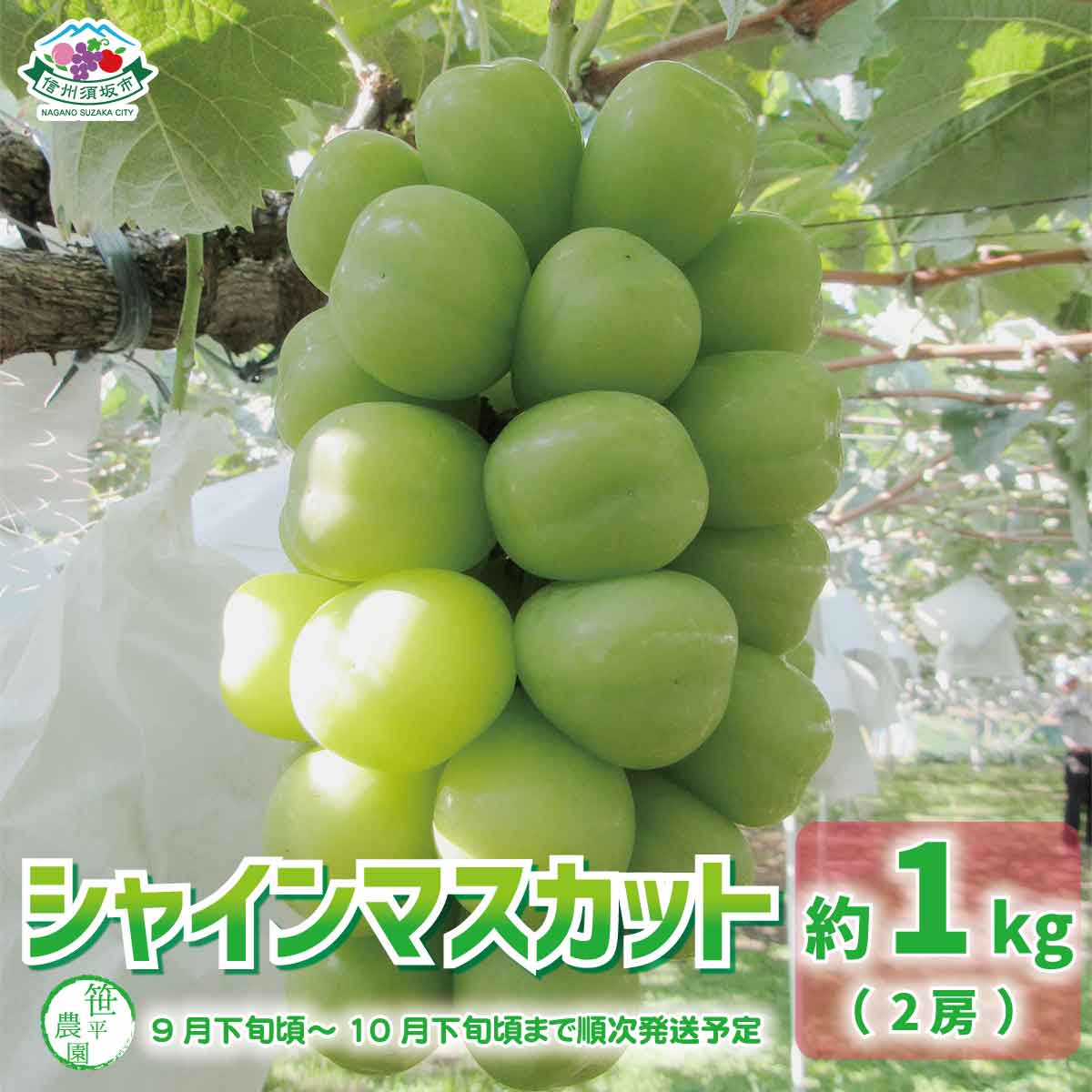 シャインマスカット約1kg(2房)[笹平農園] 2024年発送 ※9月下旬頃〜10月下旬頃まで順次発送予定 フルーツ 果物 ブドウ ぶどう シャインマスカット