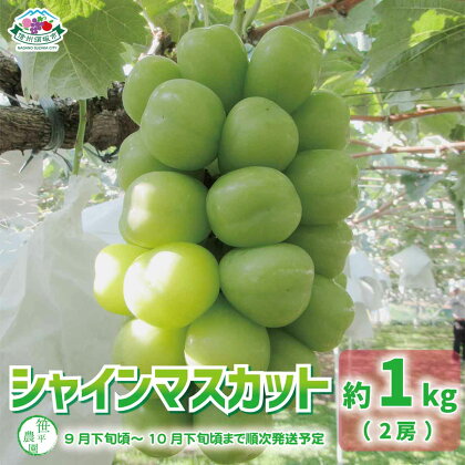 シャインマスカット約1kg（2房）《笹平農園》■2024年発送■※9月下旬頃～10月下旬頃まで順次発送予定 フルーツ 果物 ブドウ ぶどう シャインマスカット