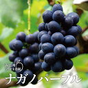 ナガノパープル 2kg以上(約3～6房)《信州うちやま農園》■2024年発送■※8月下旬頃～10月下旬頃まで順次発送予定 フルーツ 果物 ぶどう ブドウ 葡萄