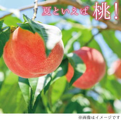 【ふるさと納税】品種おまかせ！旬の桃 約3kg（約7～9玉）！（白鳳、又は白桃系品種）《信州うちやま農園》■2023年発送■※8月上旬頃～9月上旬頃まで順次発送予定 果物 もも フルーツ･･･ 画像1