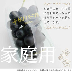 【ふるさと納税】先行受付【家庭用 パック詰め】ナガノパープル約2.1kg（約350g×6パック)《信州うちやま農園》■2022年発送■※9月上旬頃～9月下旬頃まで順次発送予定 フルーツ 果物 ぶどう ブドウ 葡萄 シャインマスカット 家庭用 1kg以上 2kg以上･･･ 画像1