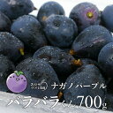 数量限定 訳あり ナガノパープル（バラバラ君）約700g《信州うちやま農園》■2024年発送■※8月下旬頃～10月下旬頃まで順次発送予定 訳あり フルーツ 果物 ぶどう ブドウ 葡萄