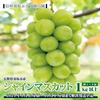 【先行予約】長野県須坂市産シャインマスカット約1～3房　1kg以上《信州須坂ぶどう園の園》■2024年発送■※9月上旬頃～10月下旬頃まで順次発送予定 フルーツ 果物 ブドウ ぶどう シャインマスカット 先行予約 予約