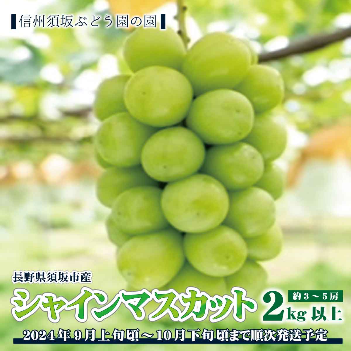 【先行予約】長野県須坂市産シャインマスカット約3～5房2kg以上《信州須坂ぶどう園の園》■2024年発送■※9月上旬頃～10月下旬頃まで順次発送予定 フルーツ 果物 ブドウ ぶどう シャインマスカット 先行予約 予約