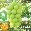 シャインマスカット 約1kg（約1～3房）《いわぶちふぁーむ》■2024年発送■※9月中旬頃～10月下旬頃まで順次発送予定 フルーツ 果物 ぶどう ブドウ 葡萄 先行予約 予約