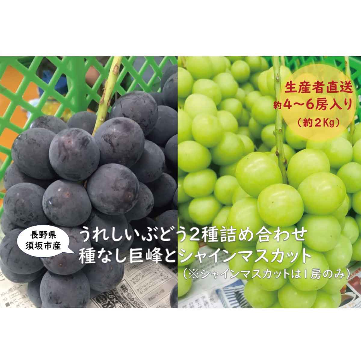 【ふるさと納税】須坂市産 種なし巨峰（約3～5房）とシャインマスカット1房 セット（合計 約2kg）《やす乃フルーツ》■2024年発送■※9月上旬頃～下旬頃まで順次発送予定 フルーツ 果物 ブドウ ぶどう シャインマスカット 巨峰 先行予約 予約 1