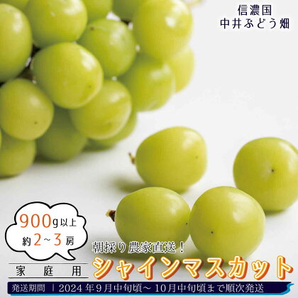 朝採り農家直送！シャインマスカット 900g以上(約2～3房)（家庭用）《信濃国 中井ぶどう畑》■2024年発送■※9月中旬頃～10月中旬頃まで順次発送予定 フルーツ 果物 ぶどう ブドウ 葡萄 先行予約 予約