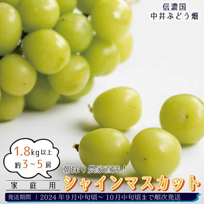 朝採り農家直送！シャインマスカット 1.8kg以上(約3～5房)（家庭用）《信濃国 中井ぶどう畑》■2024年発送■※9月中旬頃～10月中旬頃まで順次発送予定 フルーツ 果物 ぶどう ブドウ 葡萄 先行予約 予約