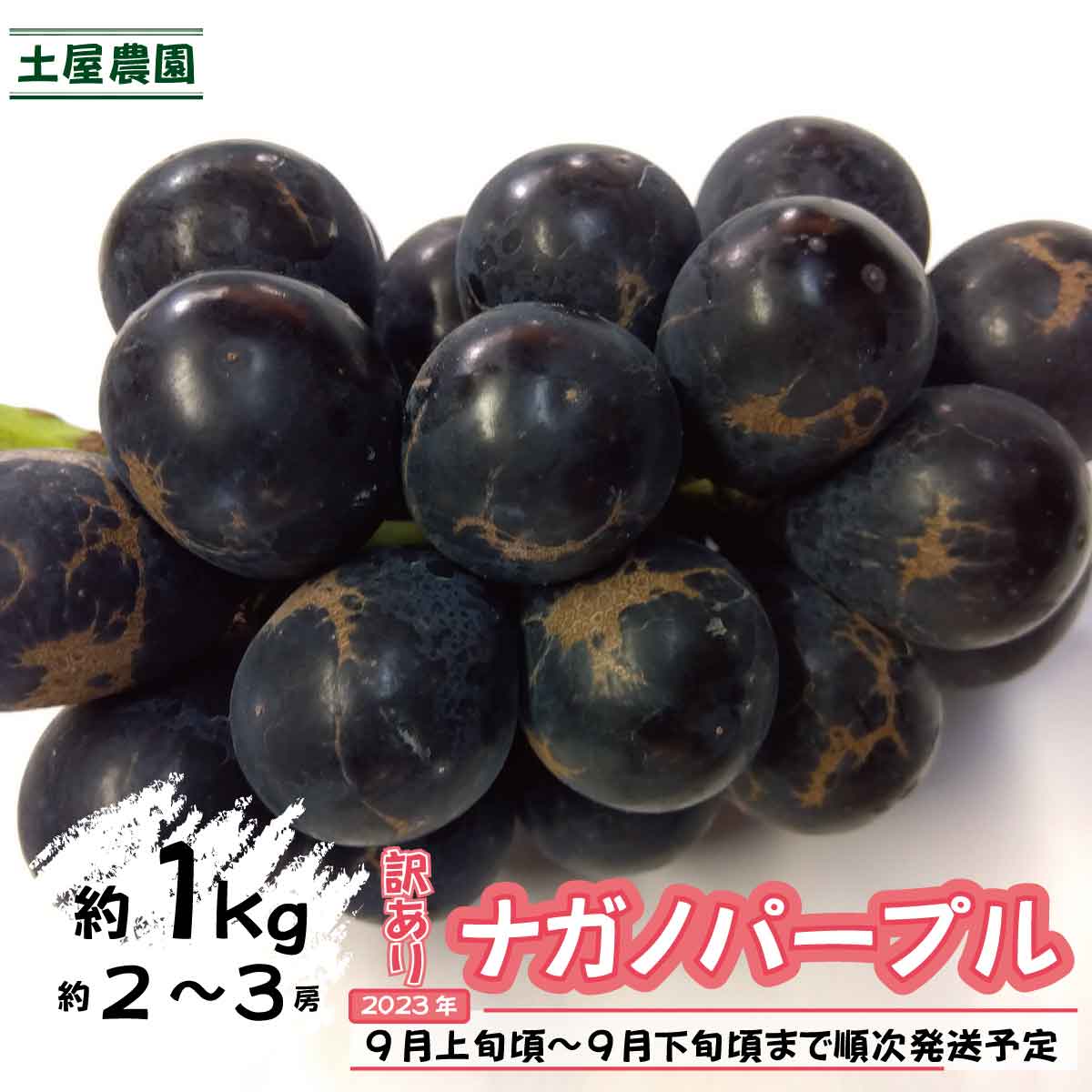 【ふるさと納税】訳ありナガノパープル 約1kg(約2～3房)《土屋農園》■2023年発送■※9月上旬頃～9月下旬頃まで順次発送予定 フルーツ 果物 ぶどう ブドウ 葡萄･･･