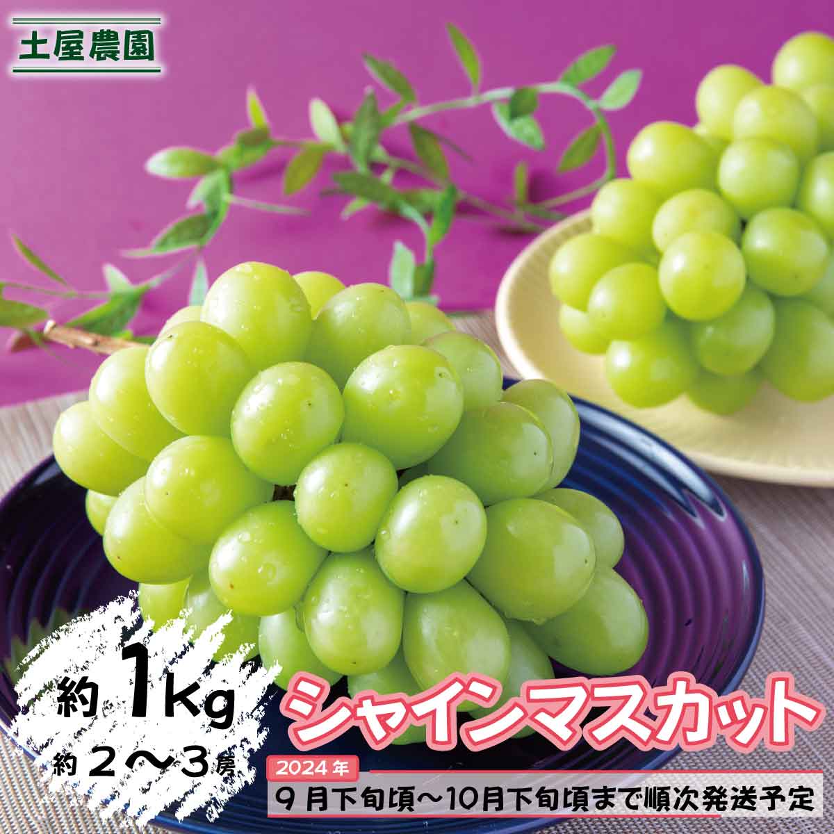 シャインマスカット 約1kg（約2～3房）《土屋農園》■2024年発送■※9月下旬頃～10月下旬頃まで順次発送予定 果物 フルーツ ぶどう シャインマスカット 種なし 先行予約 予約