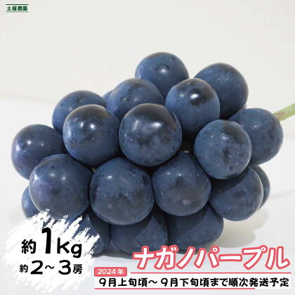 ナガノパープル 約1kg（約2～3房）《土屋農園》■2024年発送■※9月上旬頃～9月下旬頃まで順次発送予定 フルーツ 果物 ぶどう ブドウ 葡萄