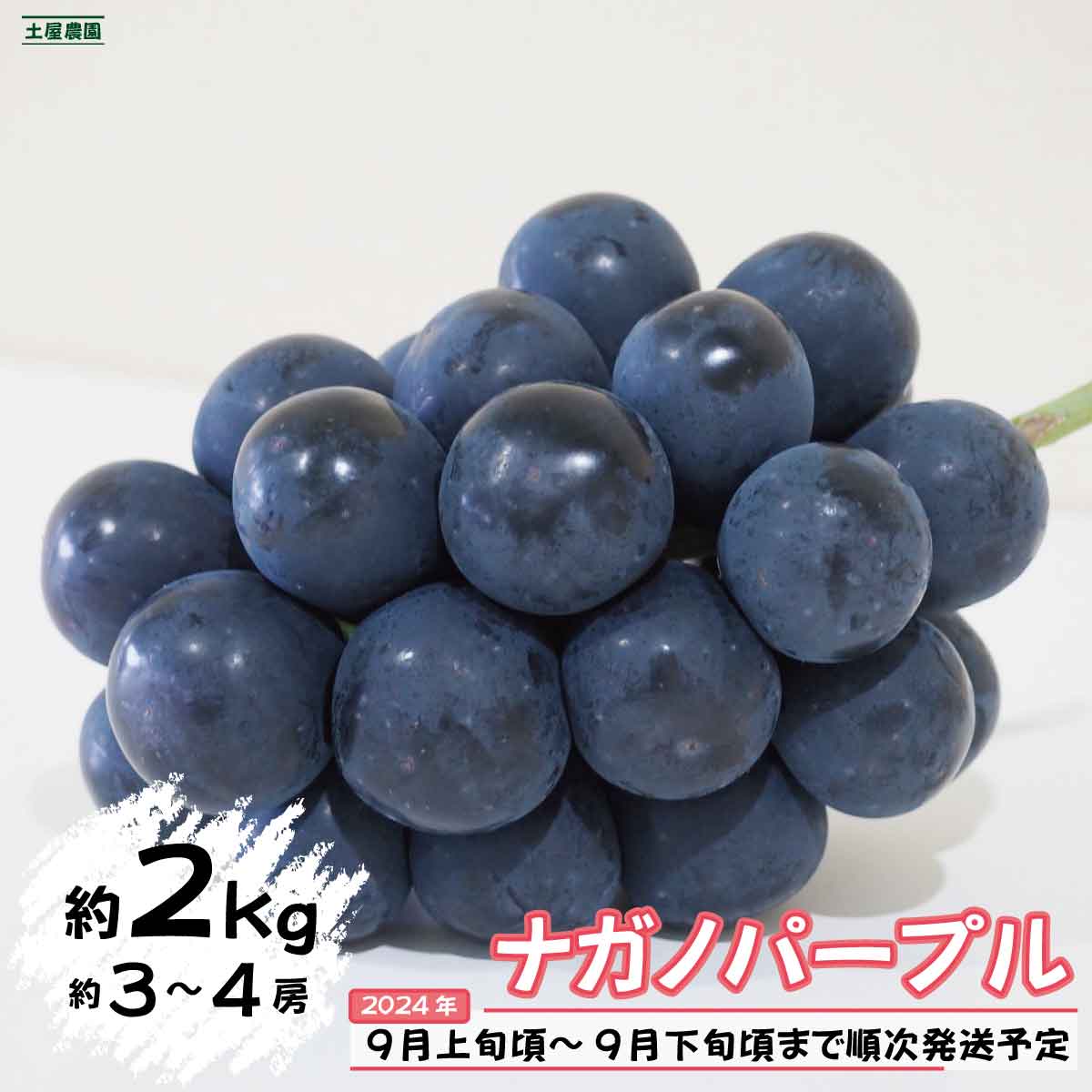 ナガノパープル 約2kg（約3～4房）《土屋農園》■2024年発送■※9月上旬頃～9月下旬頃まで順次発送予定 フルーツ 果物 ぶどう ブドウ 葡萄