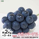 21位! 口コミ数「4件」評価「1.75」ナガノパープル 約2kg（約3～4房）《土屋農園》■2024年発送■※9月上旬頃～9月下旬頃まで順次発送予定 フルーツ 果物 ぶどう ブドウ･･･ 