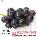 訳ありナガノパープル 約1kg(約2～3房)《土屋農園》■2024年発送■※9月上旬頃～9月下旬頃まで順次発送予定 フルーツ 果物 ぶどう ブドウ 葡萄