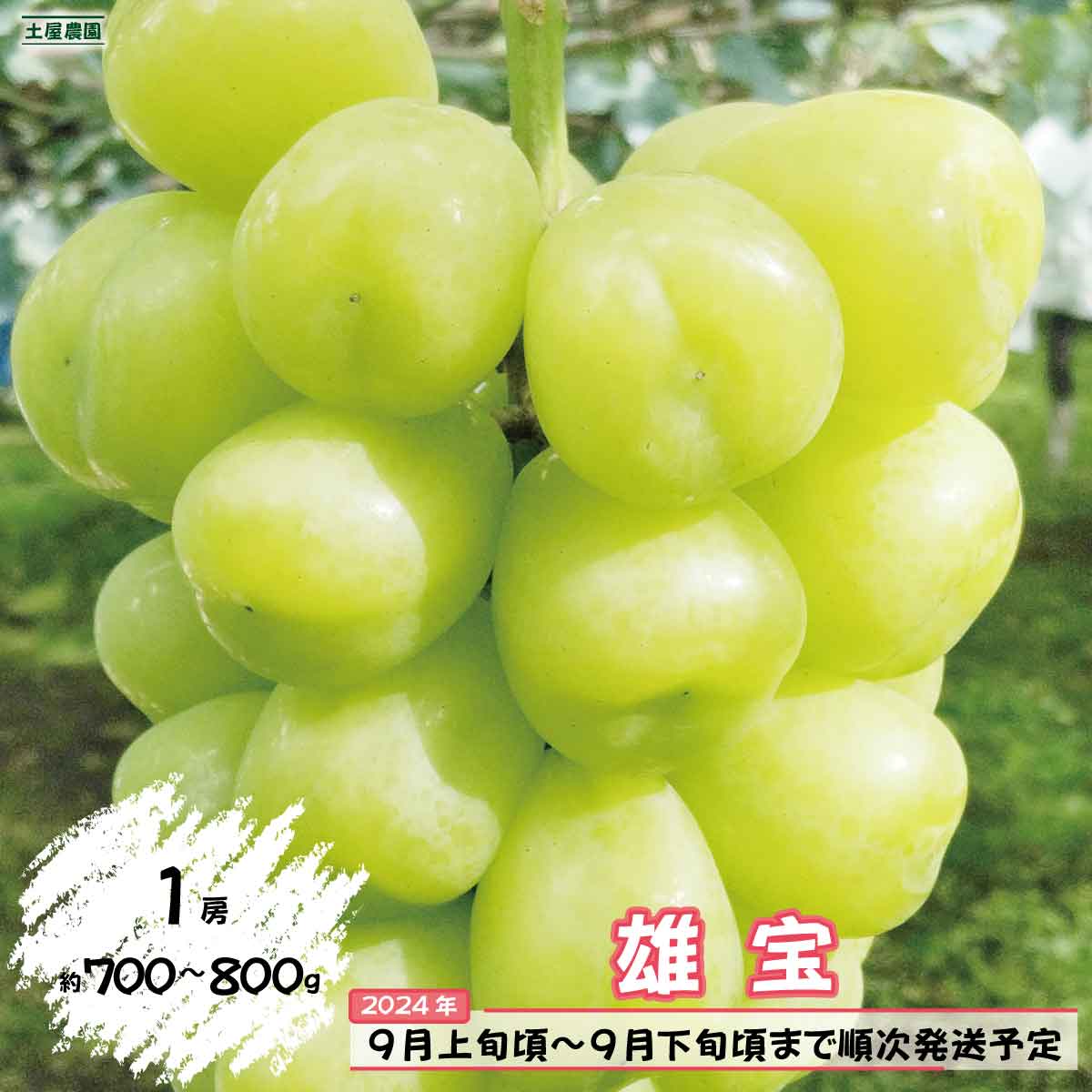 雄宝1房（約700g～800g）《土屋農園》■2024年発送■※9月上旬頃～9月下旬頃まで順次発送予定 フルーツ ぶどう 雄宝