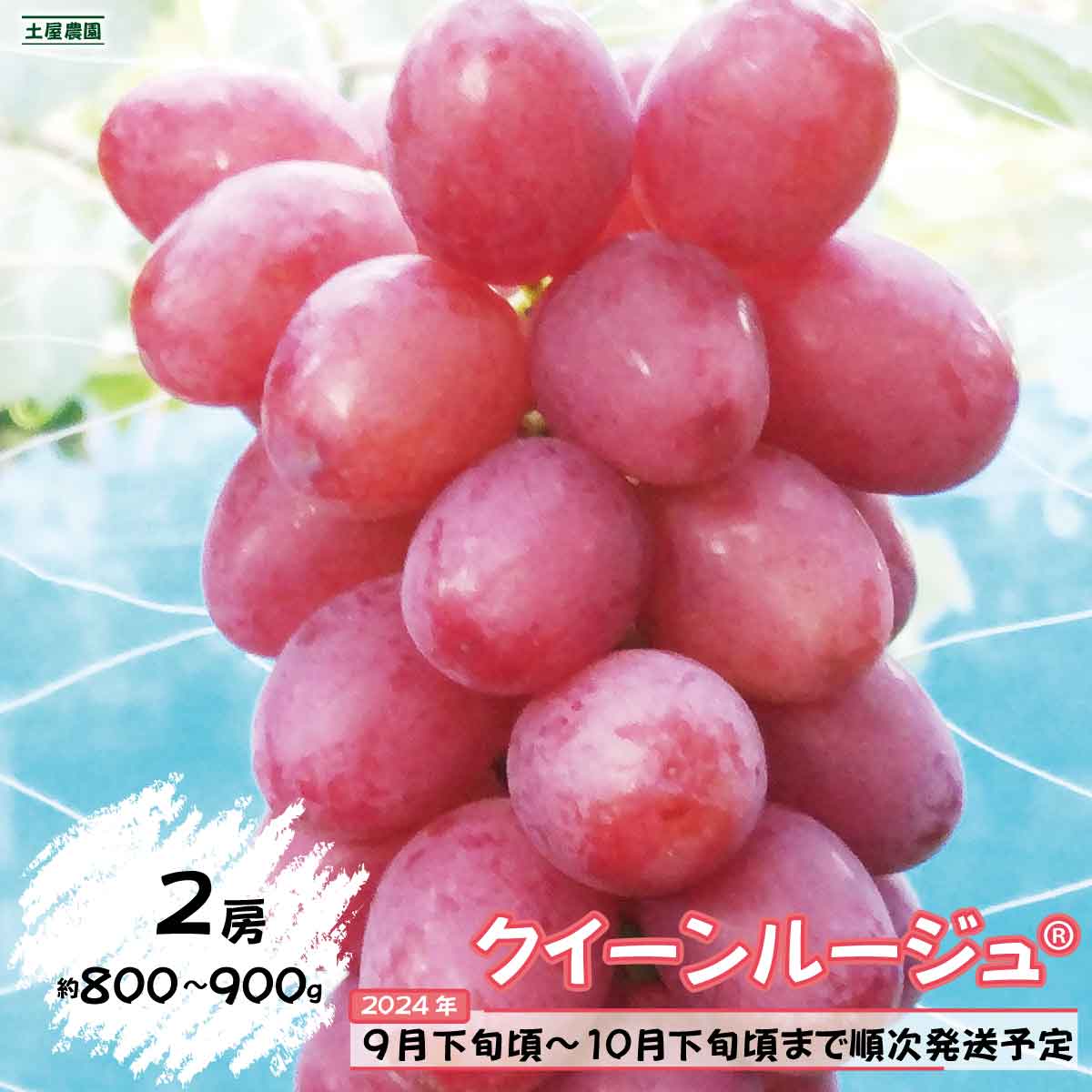 クイーンルージュ®約800g〜900g(2房)[土屋農園] 2024年発送 9月下旬頃〜10月下旬頃まで順次発送予定 果物 ぶどう フルーツ 果物類