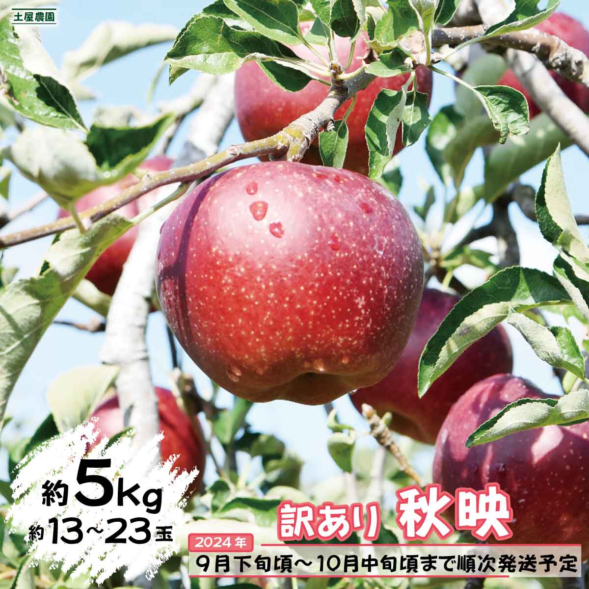 訳あり秋映 約5kg（約13～23玉）《土屋農園》■2024年発送■※9月下旬頃～10月中旬頃まで順次発送予定 果物 フルーツ りんご