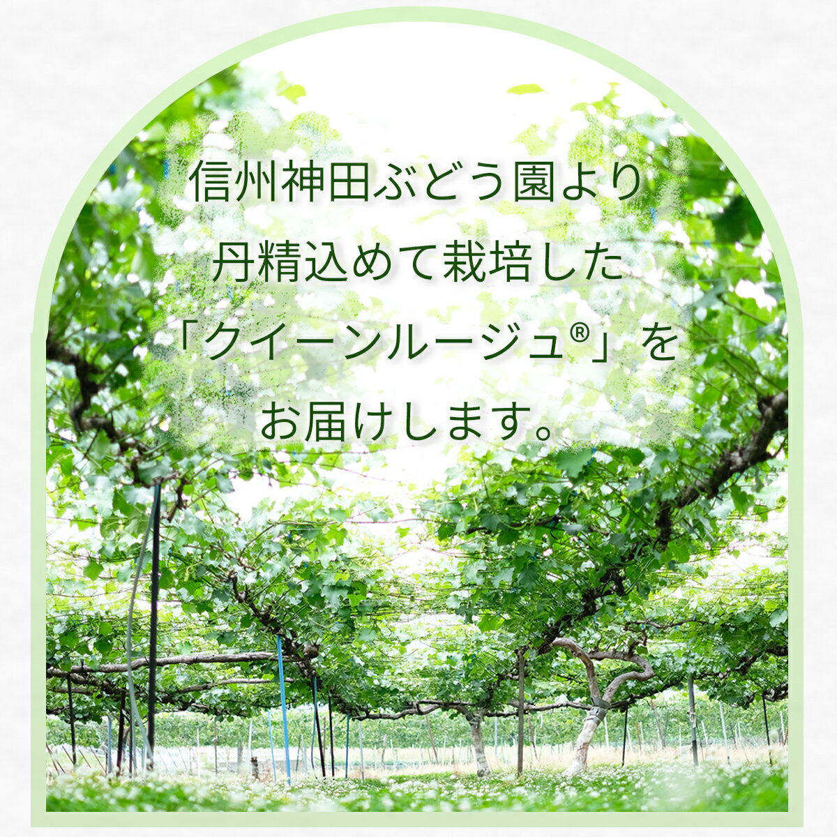 【ふるさと納税】朝採り クイーンルージュ® 約1kg (約1～3房)《信州神田ぶどう園》■2025年発送■※9月上旬頃～10月中旬頃まで順次発送予定 果物 ぶどう フルーツ 果物類 クイーンルージュ®