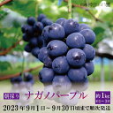 【ふるさと納税】朝採りナガノパープル約1kg(約1～3房)《信州神田ぶどう園》■2023年発送■※9月上旬頃～9月下旬頃まで順次発送予定 果物 ぶどう フルーツ 果物類 ナガノパープル･･･