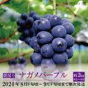 朝採り ナガノパープル 約2kg(約3～6房)《信州神田ぶどう園》■2024年発送■※8月下旬頃～9月下旬頃まで順次発送予定 果物 ぶどう フルーツ 果物類 ナガノパープル